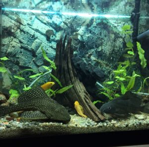Umzug mit Aquarium in Heidenheim Aquarium mit Pflanzen, Wurzeln und Fischen – Umzug mit Aquarium in Heidenheim