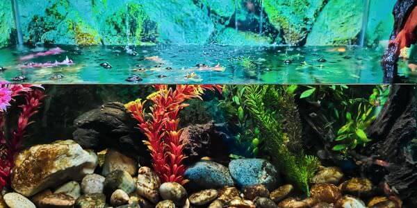Aquarium mit Korallen und bunten Fischen – Aquarium-Umzug Heidenheim