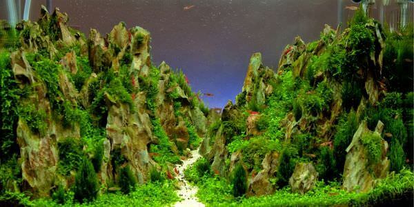 Aquarium mit Felslandschaft und Pflanzen – Umzug mit Aquarium in Heidenheim
