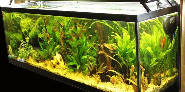 Aquarium-Umzug Heidenheim: Längliches Aquarium mit grünen Wasserpflanzen