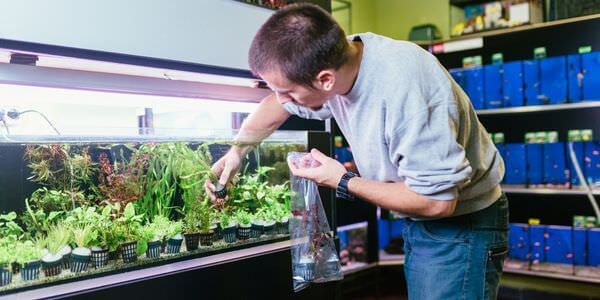 Mann versorgt Aquarienpflanzen vor einem Aquarienregal – Umzug mit Aquarium in Heidenheim